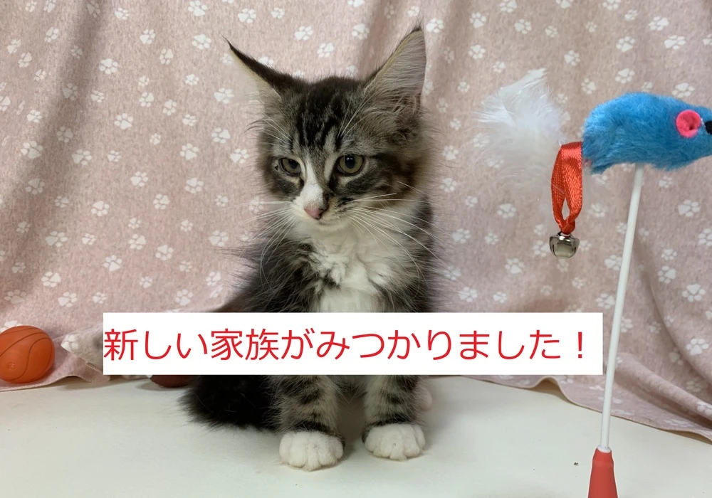 画像１