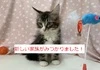 画像１