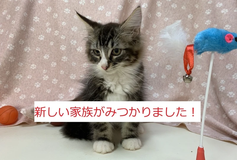 画像１